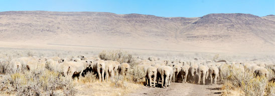 sheep